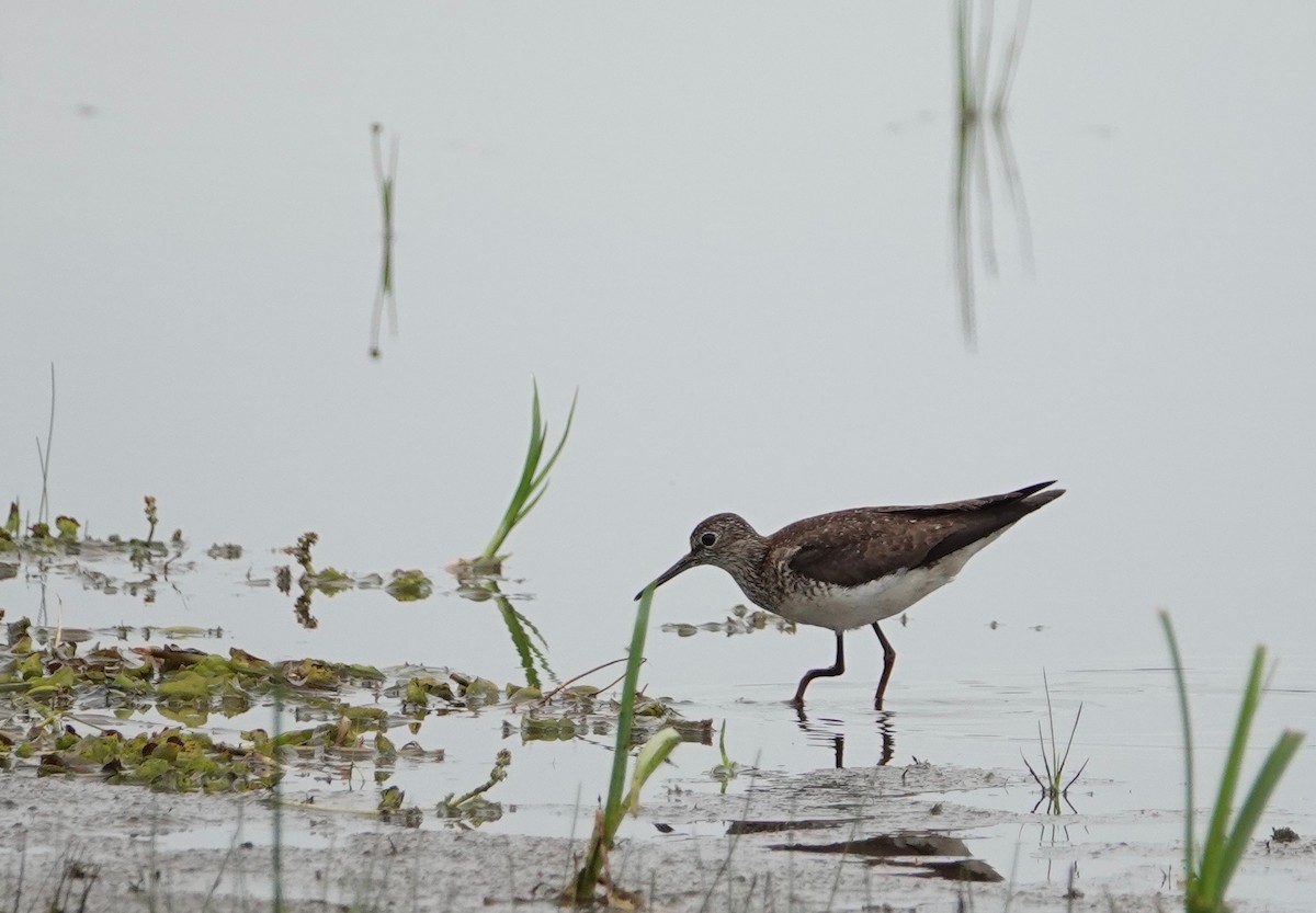 Solitary Sandpiper - Graham Rice