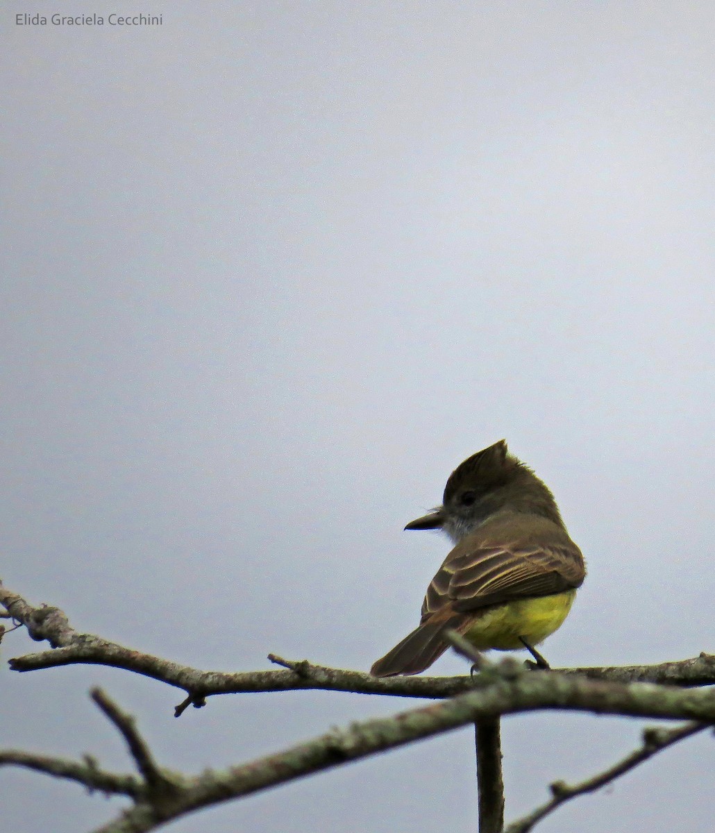 Short-crested Flycatcher - Elida Graciela Cecchini