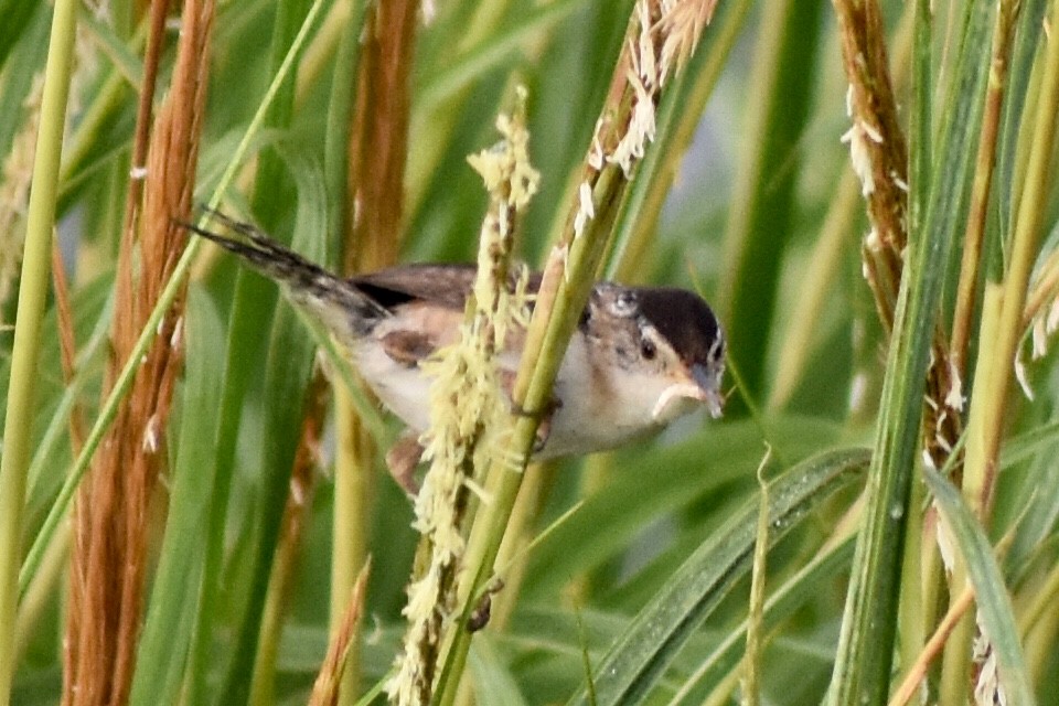 Marsh Wren - ML109663671