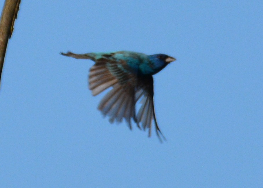 Indigo Bunting - ML109663721