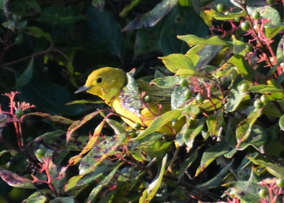 Yellow Warbler - John Whitehead