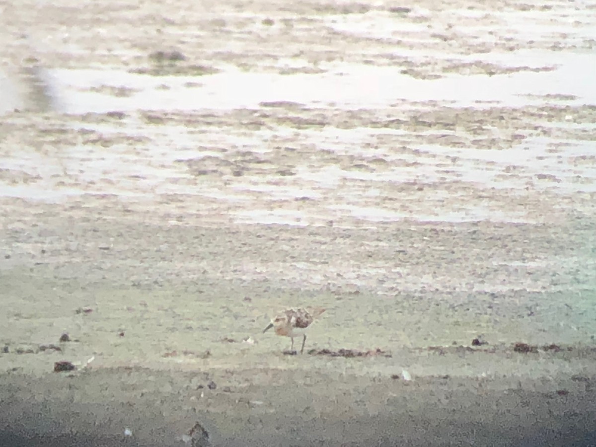 Гурвалж элсэг - ML109664601