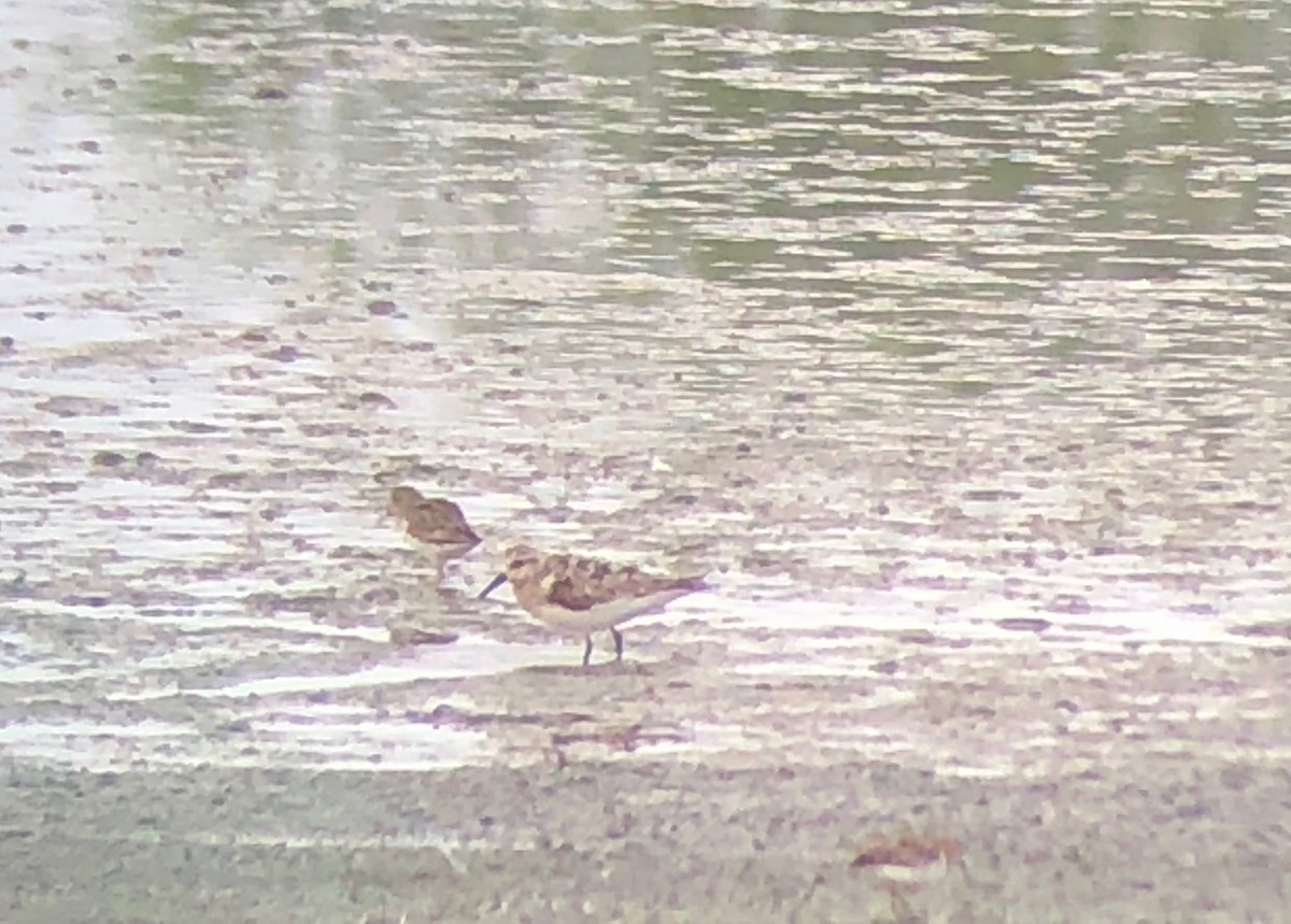 Гурвалж элсэг - ML109664641