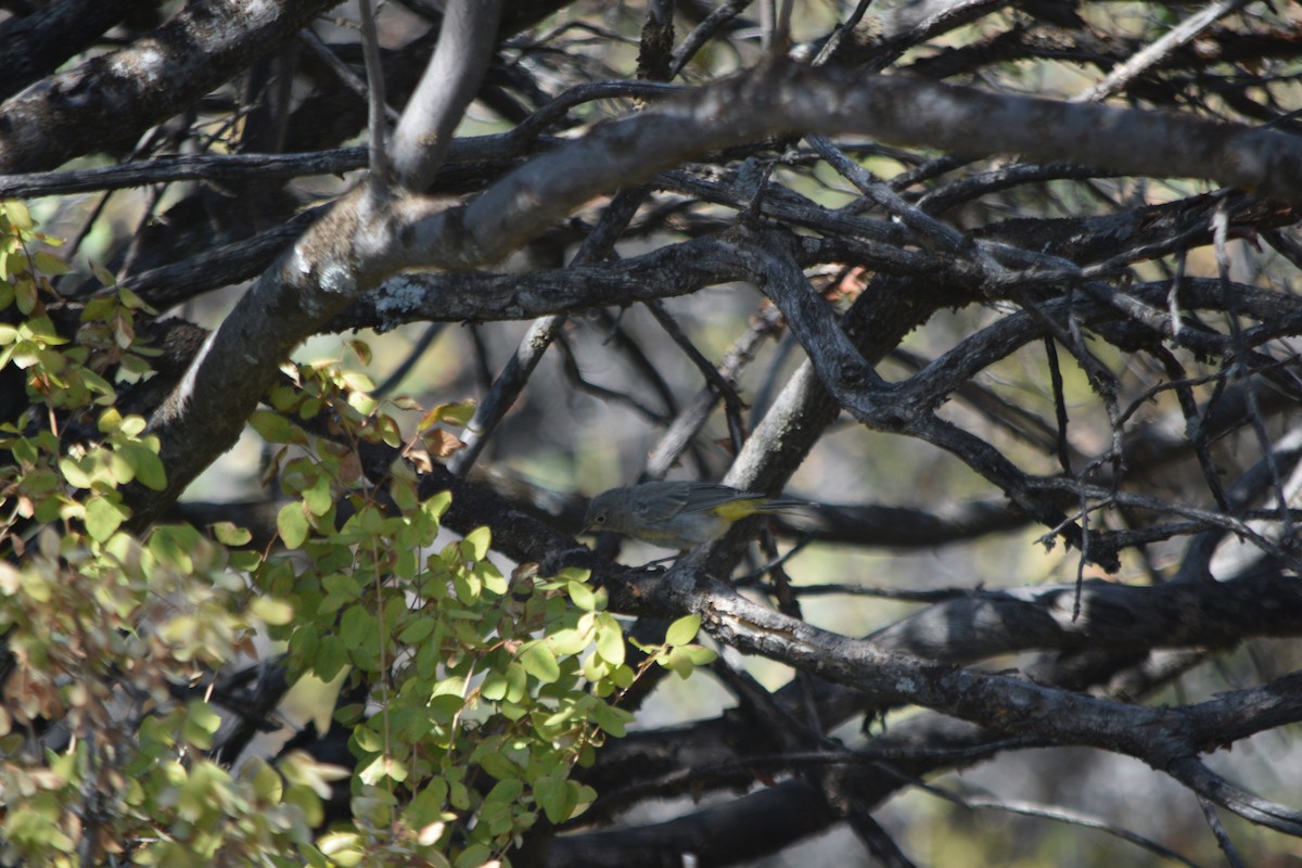 Virginia's Warbler - ML109665631