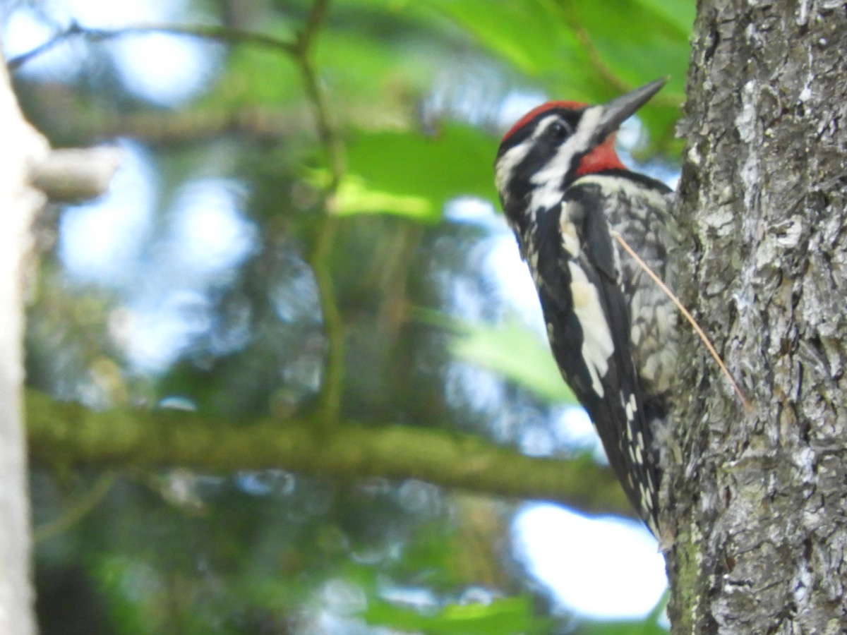 Yellow-bellied Sapsucker - ML109665971