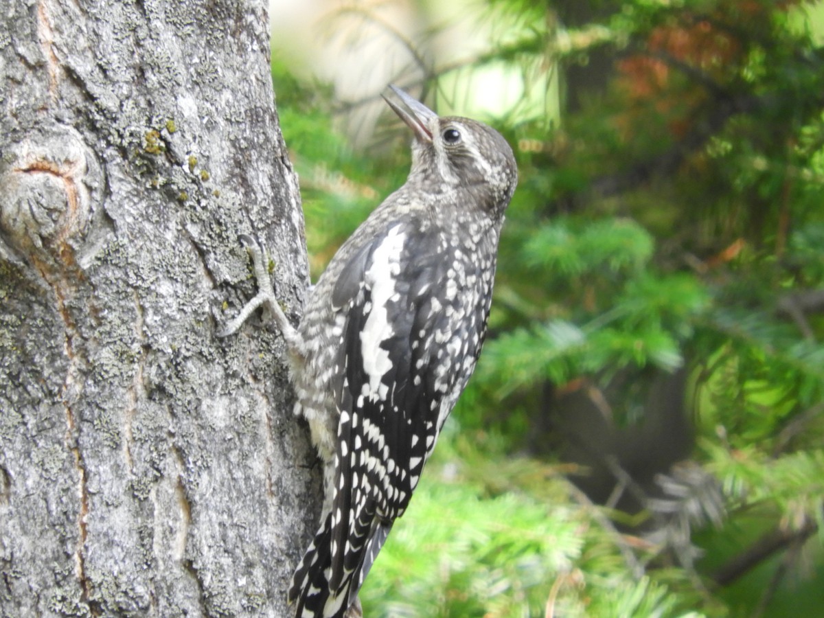 Yellow-bellied Sapsucker - ML109665981