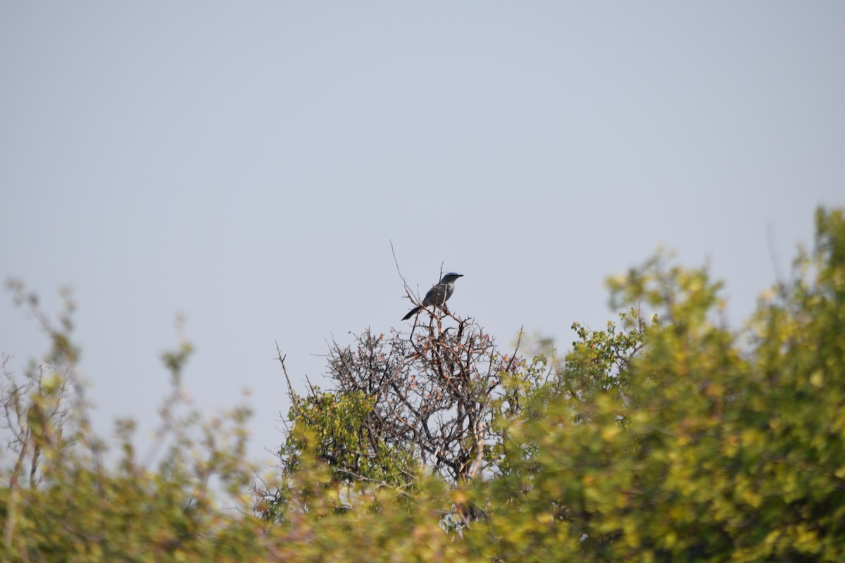 Woodhouse's Scrub-Jay - Santi Tabares