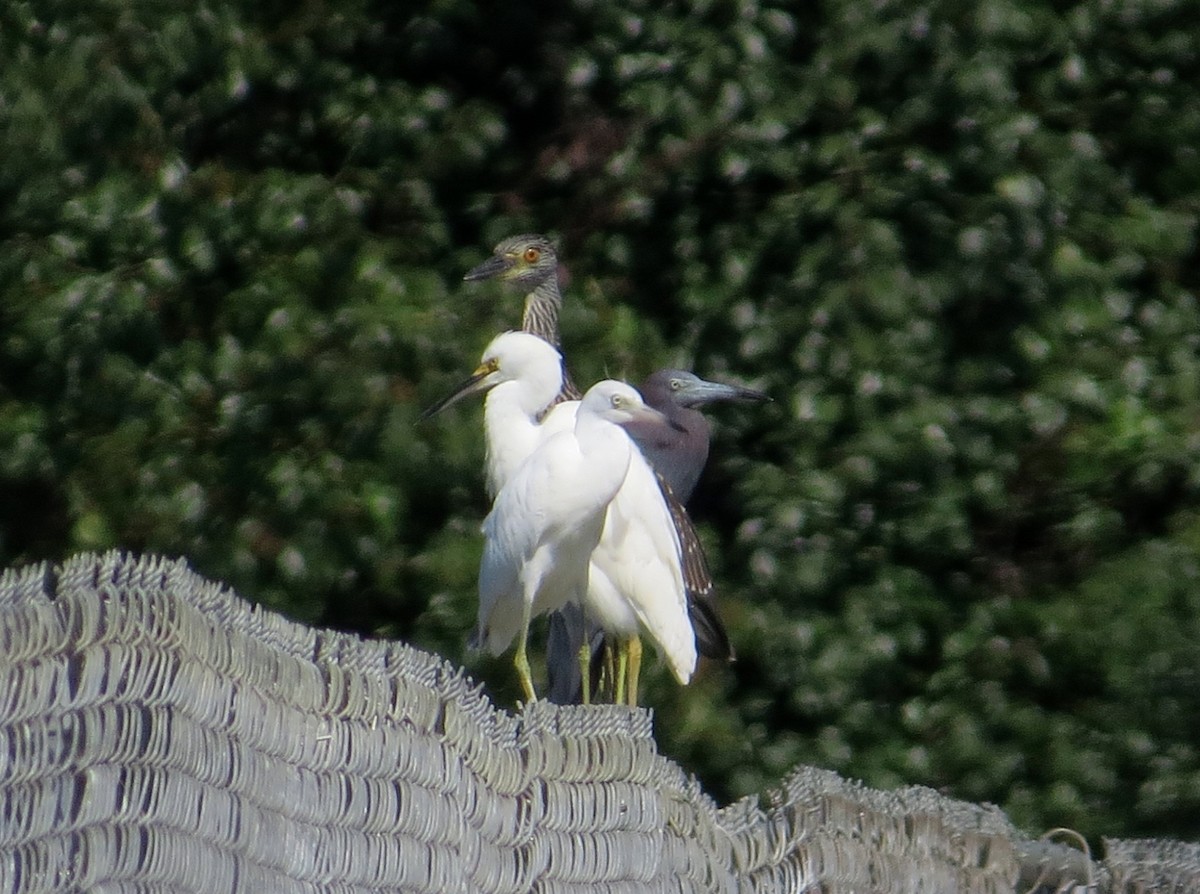 Yellow-crowned Night Heron - ML109666281