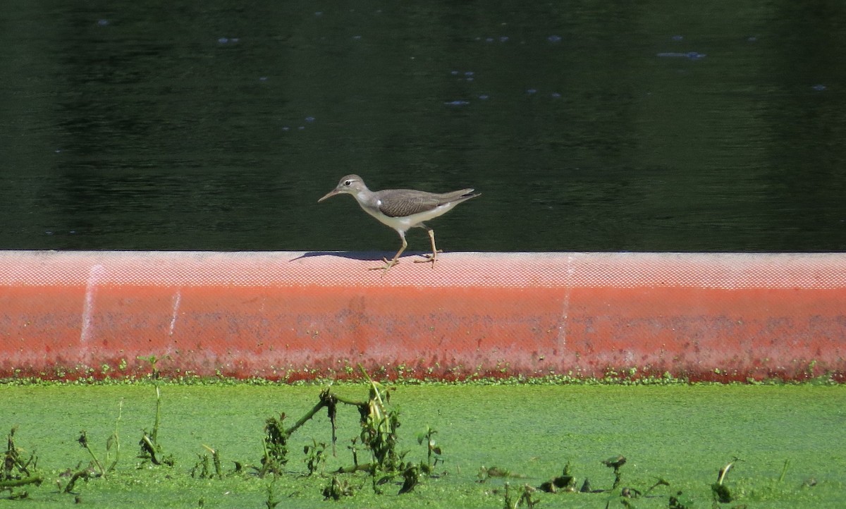 Spotted Sandpiper - Lois Stacey
