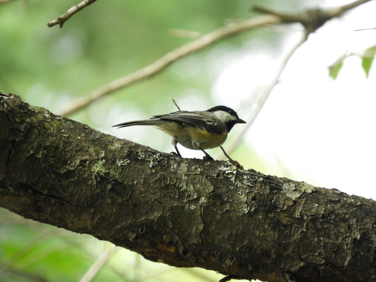 Black-capped Chickadee - carol villeneuve