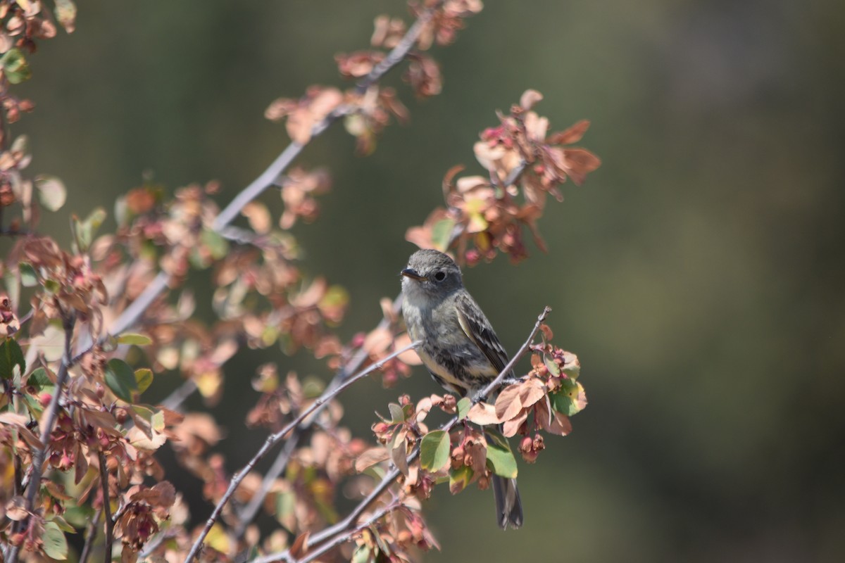 Gray Flycatcher - ML109666491