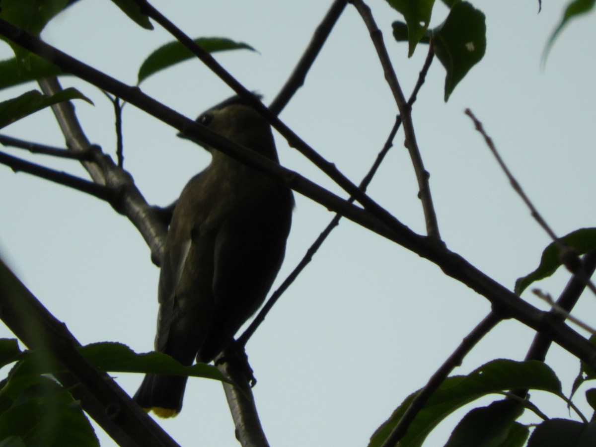 Cedar Waxwing - ML109666611