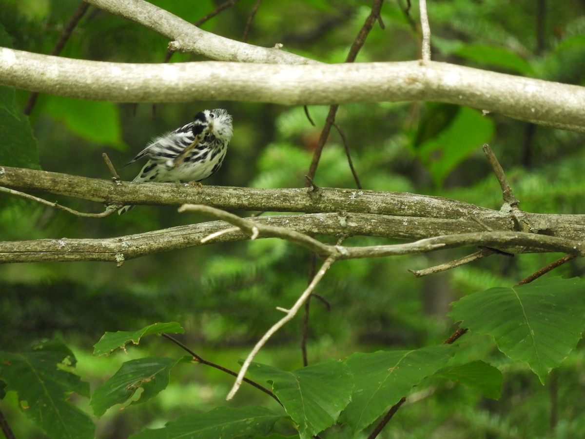 Black-and-white Warbler - ML109666701