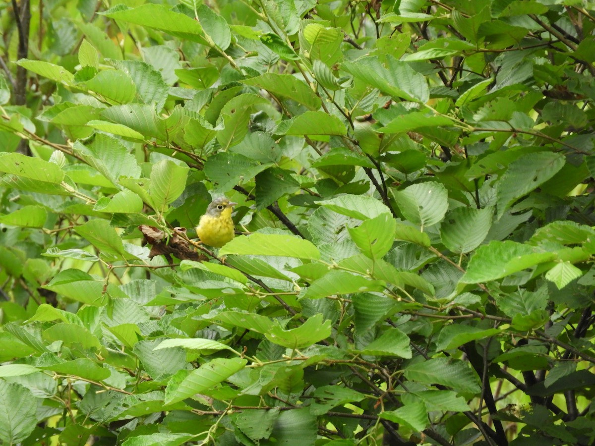 Canada Warbler - ML109666771