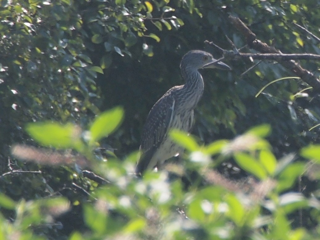 Yellow-crowned Night Heron - Joshua Snodgrass