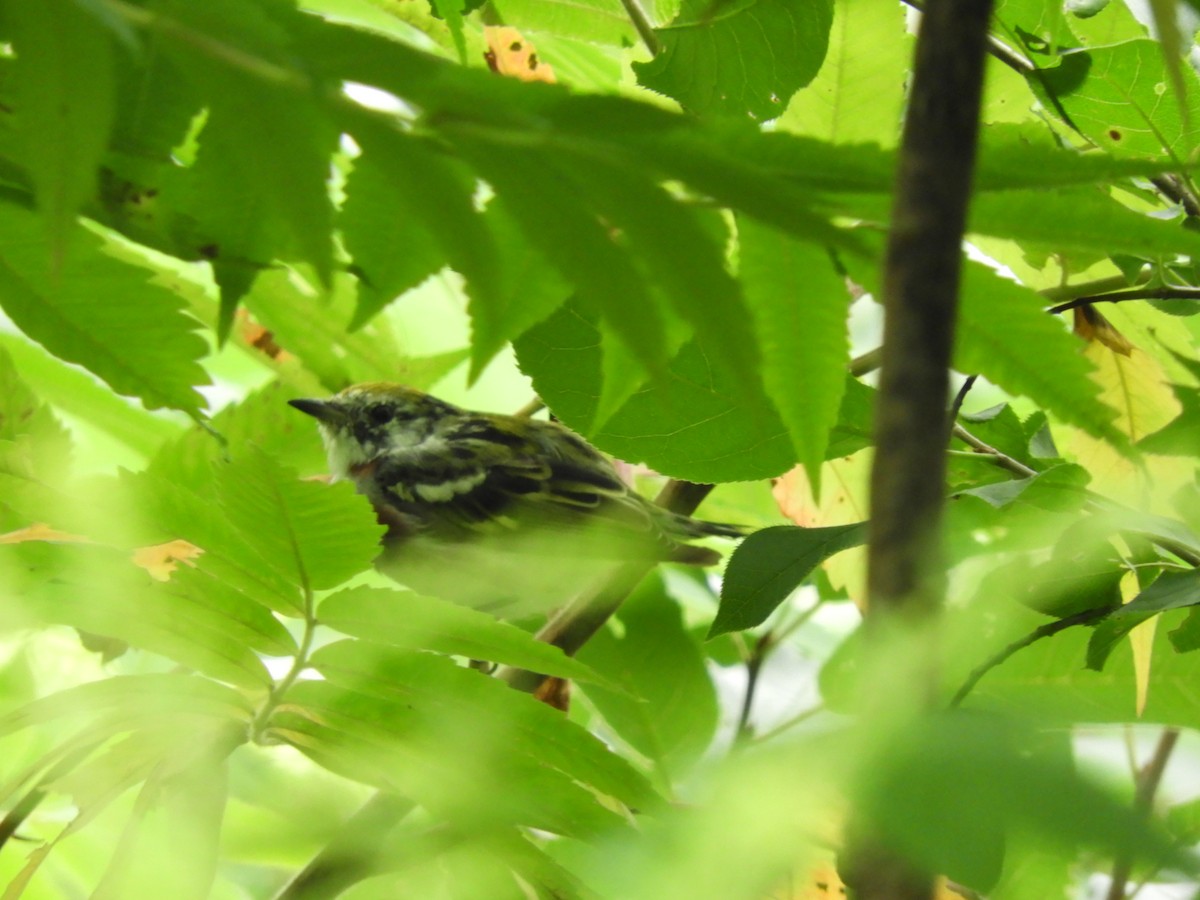 Chestnut-sided Warbler - ML109666951