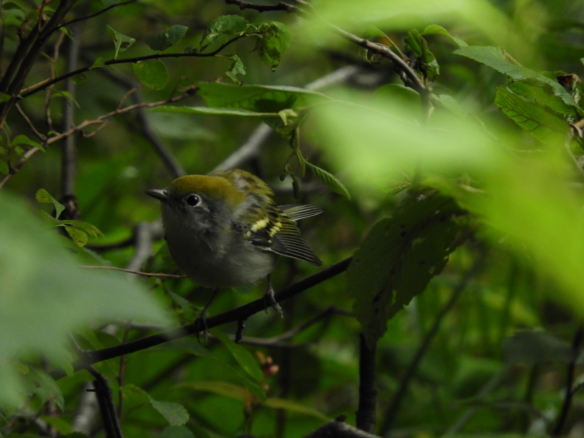 Chestnut-sided Warbler - carol villeneuve