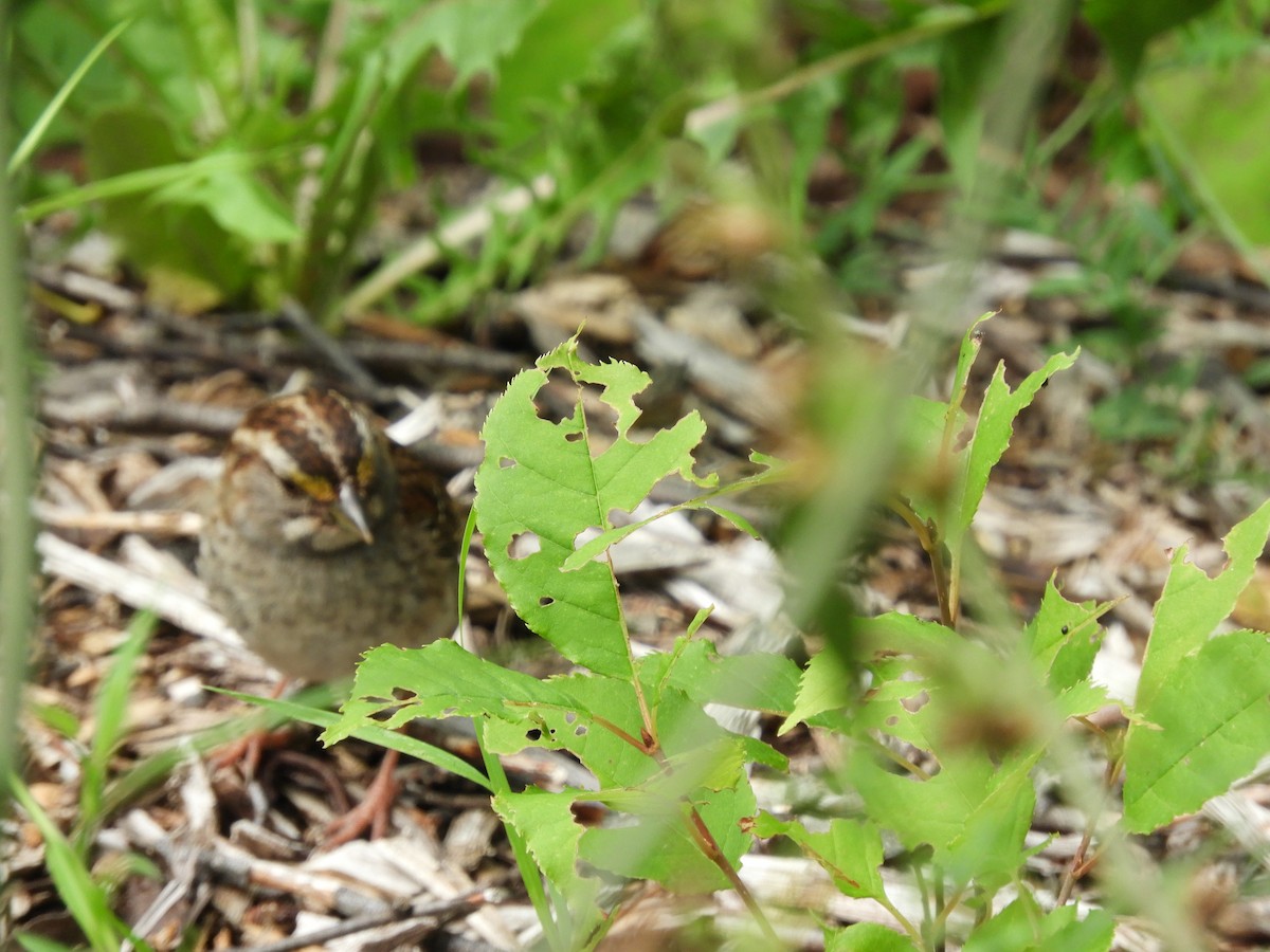 White-throated Sparrow - ML109667061