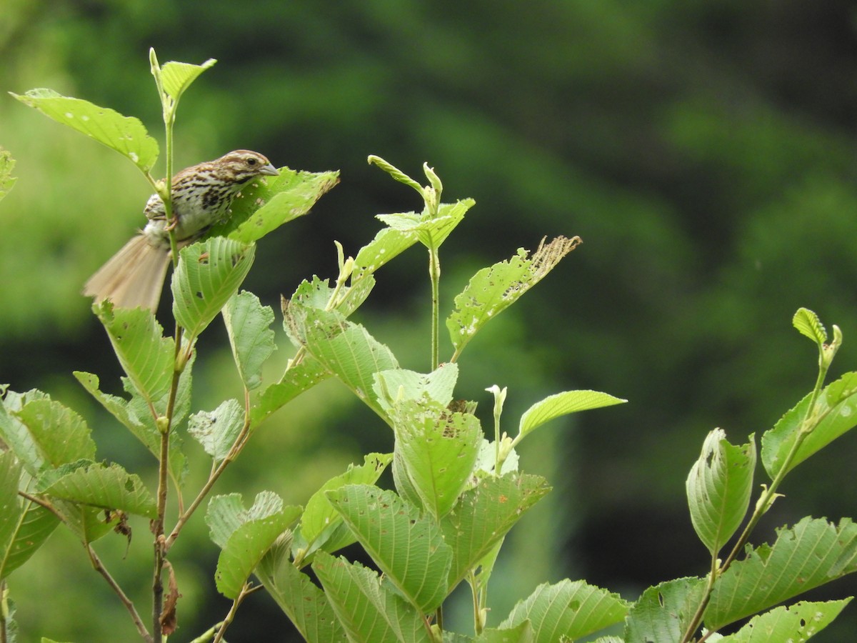 Song Sparrow - ML109667081