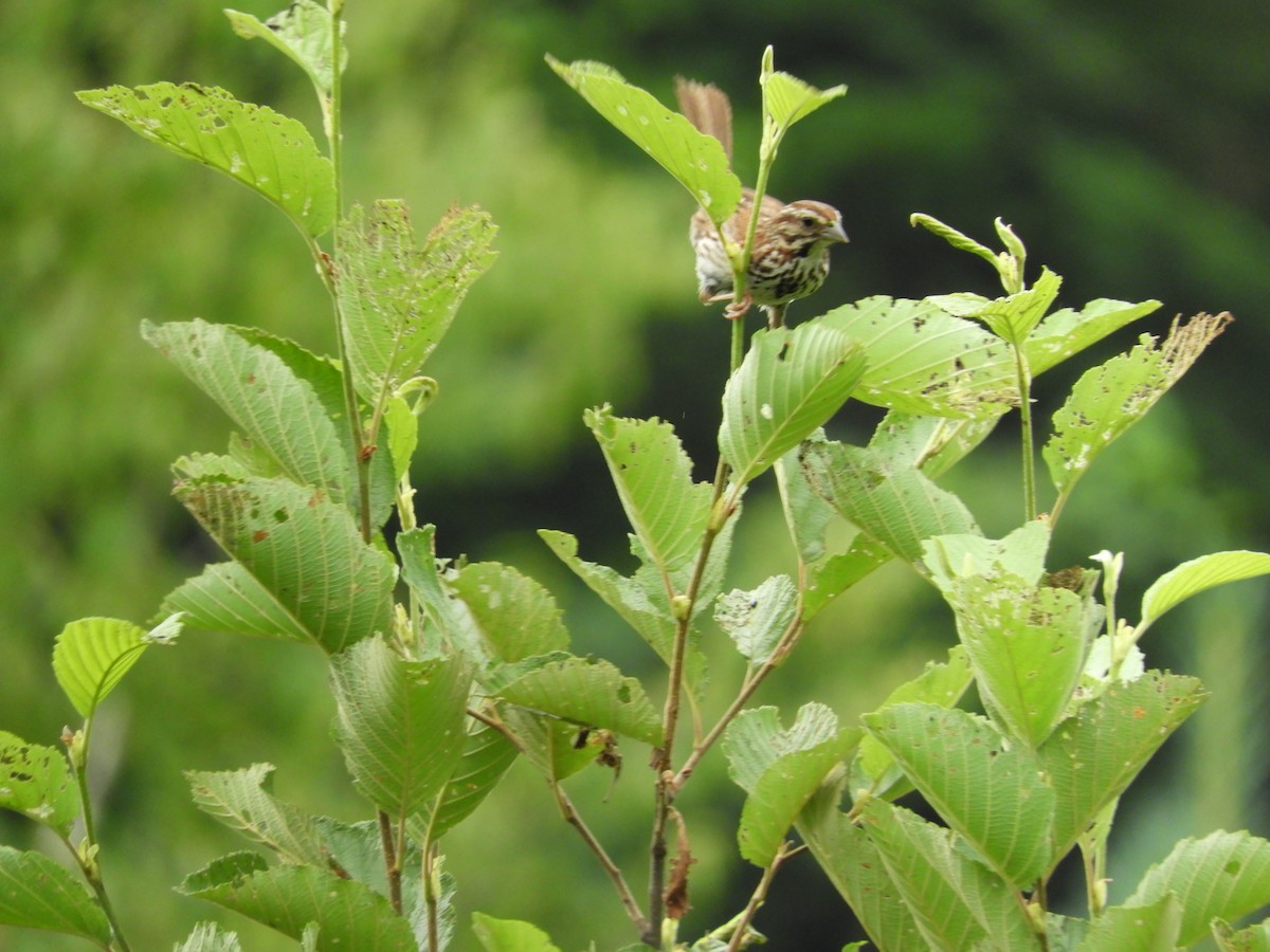 Song Sparrow - ML109667091