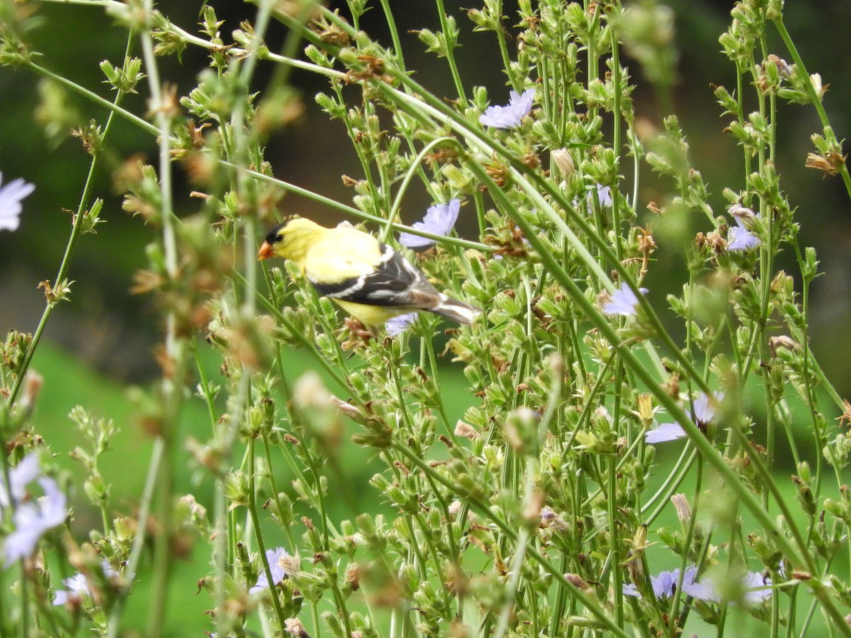 American Goldfinch - ML109667151