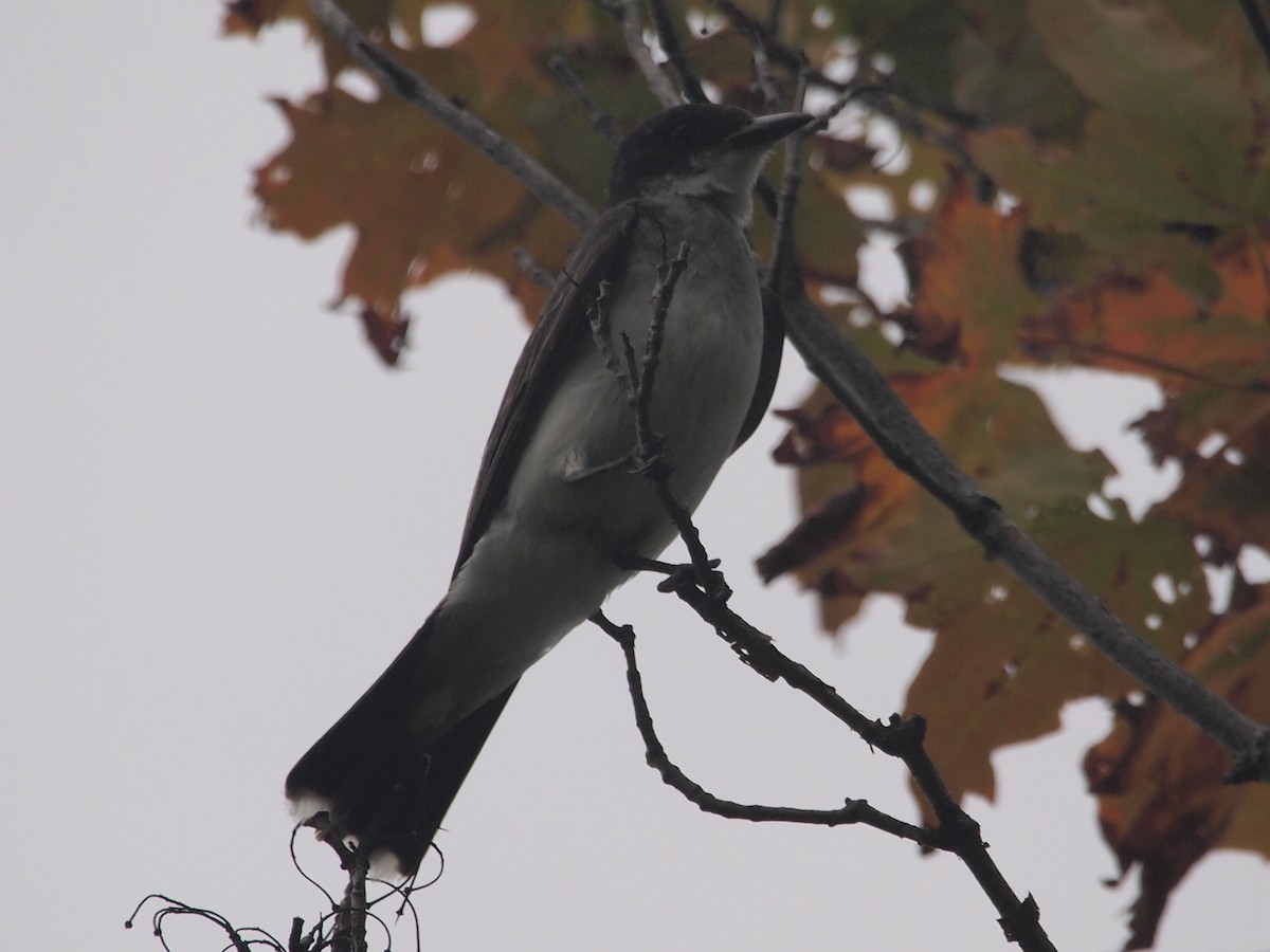 Eastern Kingbird - ML109667931