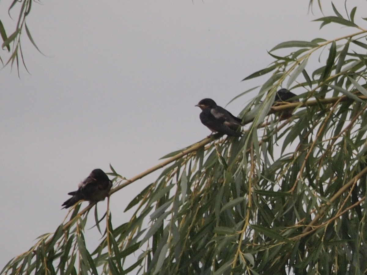 Barn Swallow - ML109667961