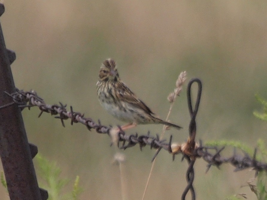 Savannah Sparrow - ML109668031