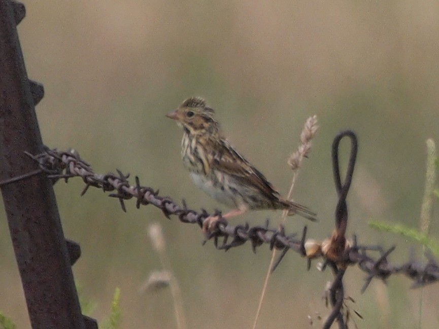 Savannah Sparrow - ML109668061