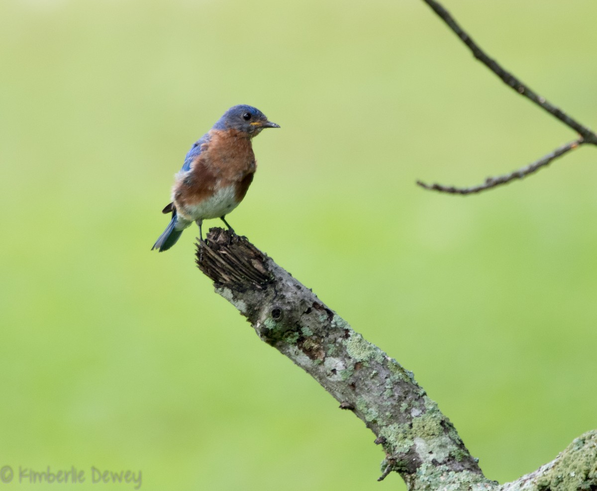 Eastern Bluebird - ML109668571