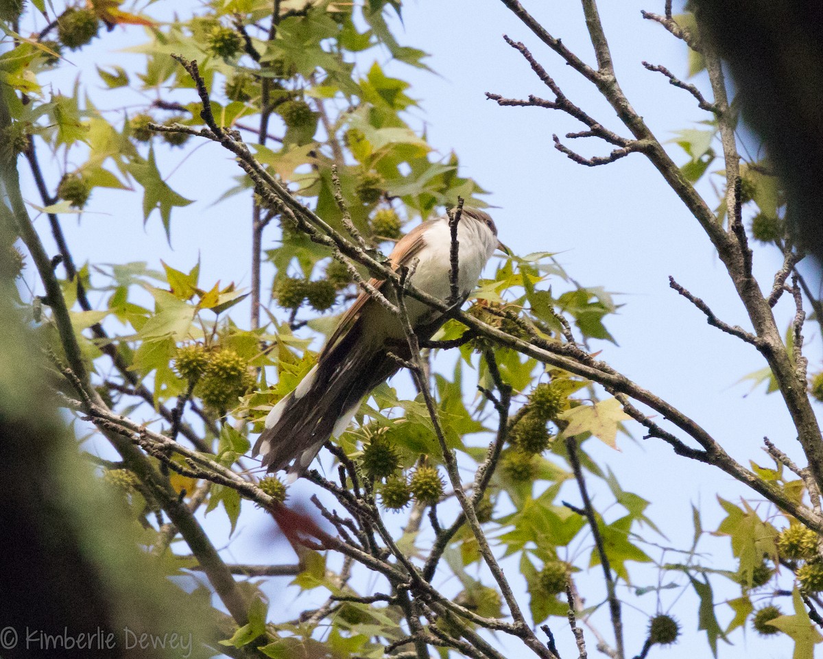 Yellow-billed Cuckoo - ML109668761
