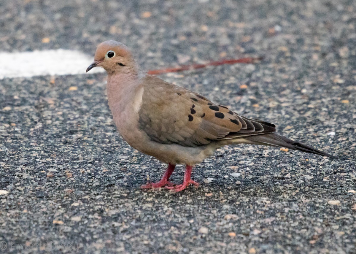 Mourning Dove - ML109668791
