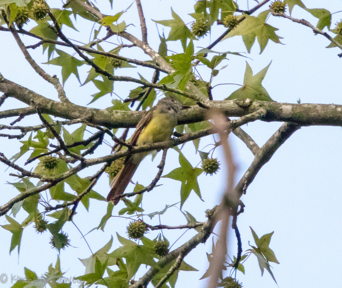 Great Crested Flycatcher - ML109668901