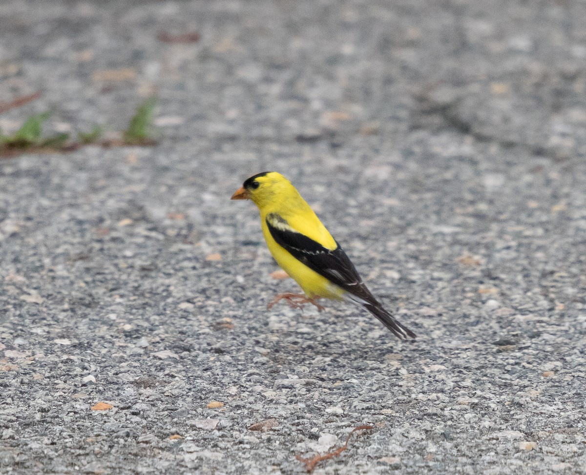 American Goldfinch - ML109669001