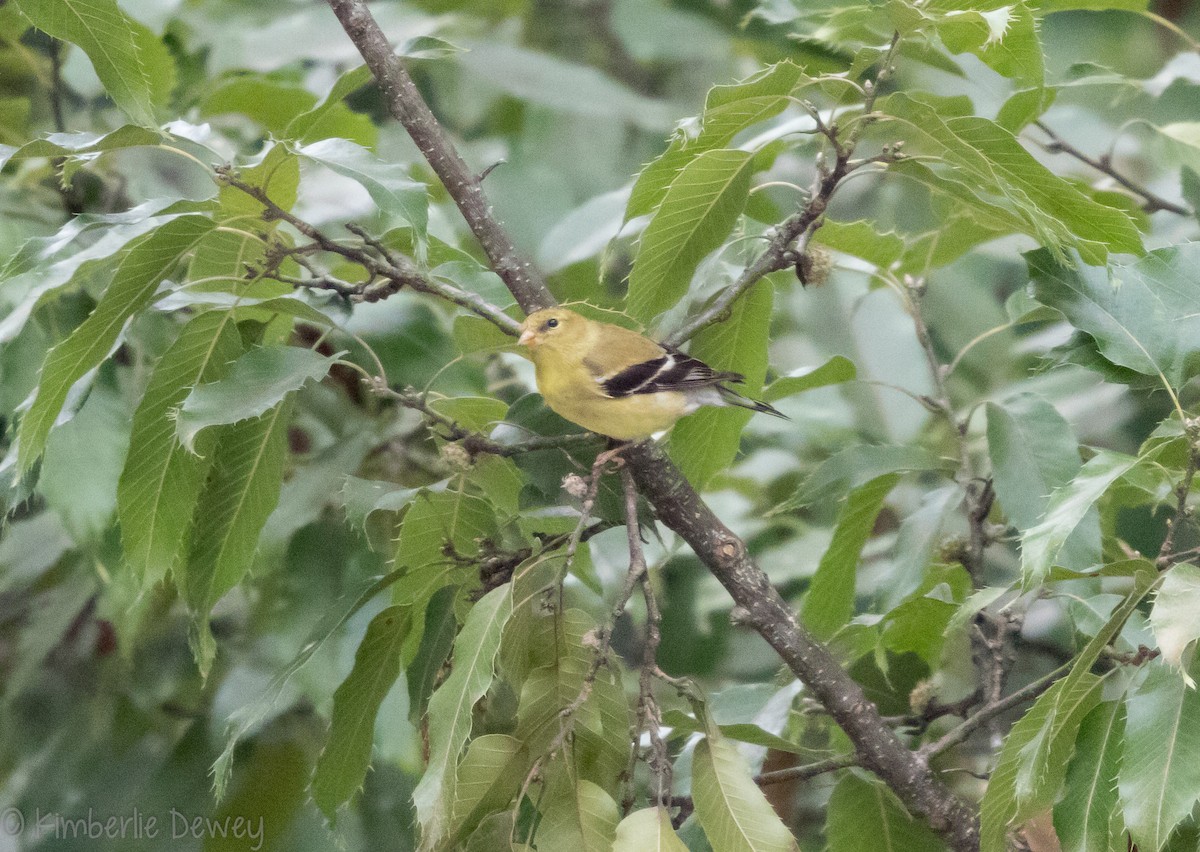 American Goldfinch - ML109669011