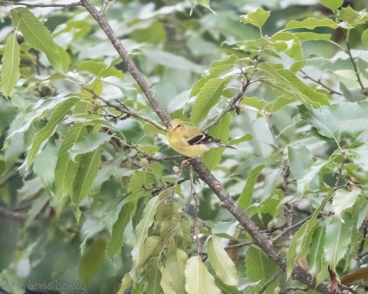 American Goldfinch - ML109669041