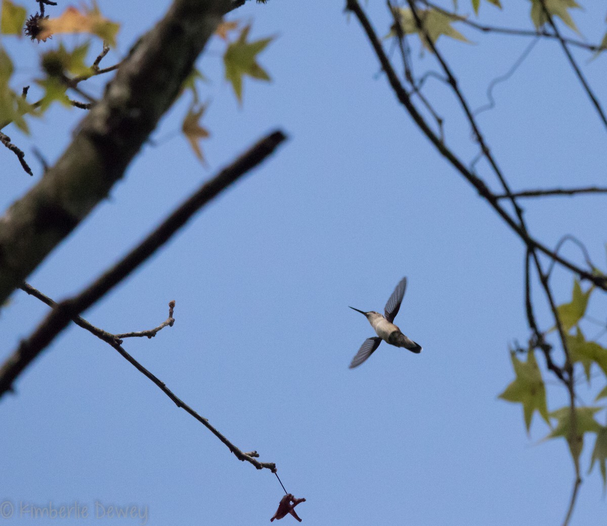 Ruby-throated Hummingbird - ML109669111
