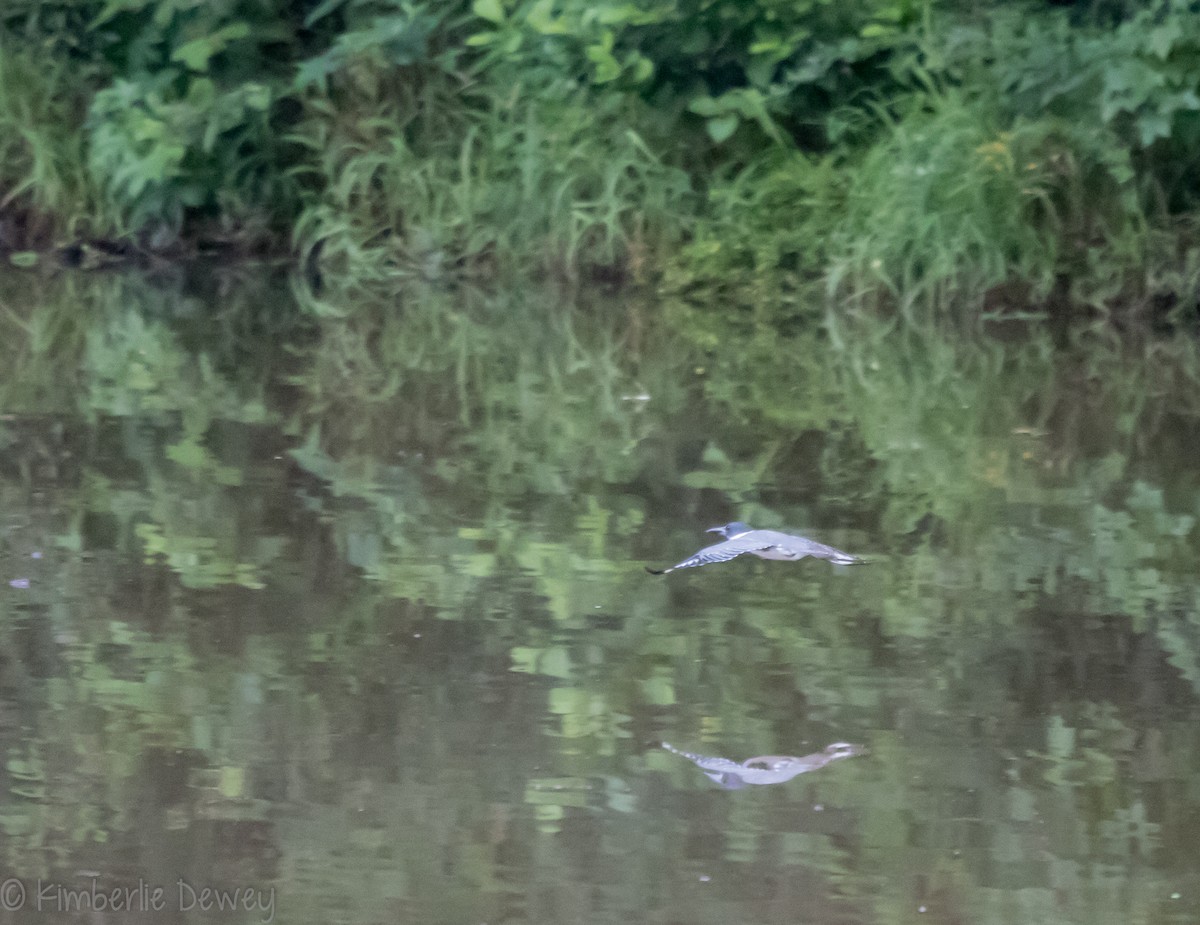 Belted Kingfisher - ML109669161
