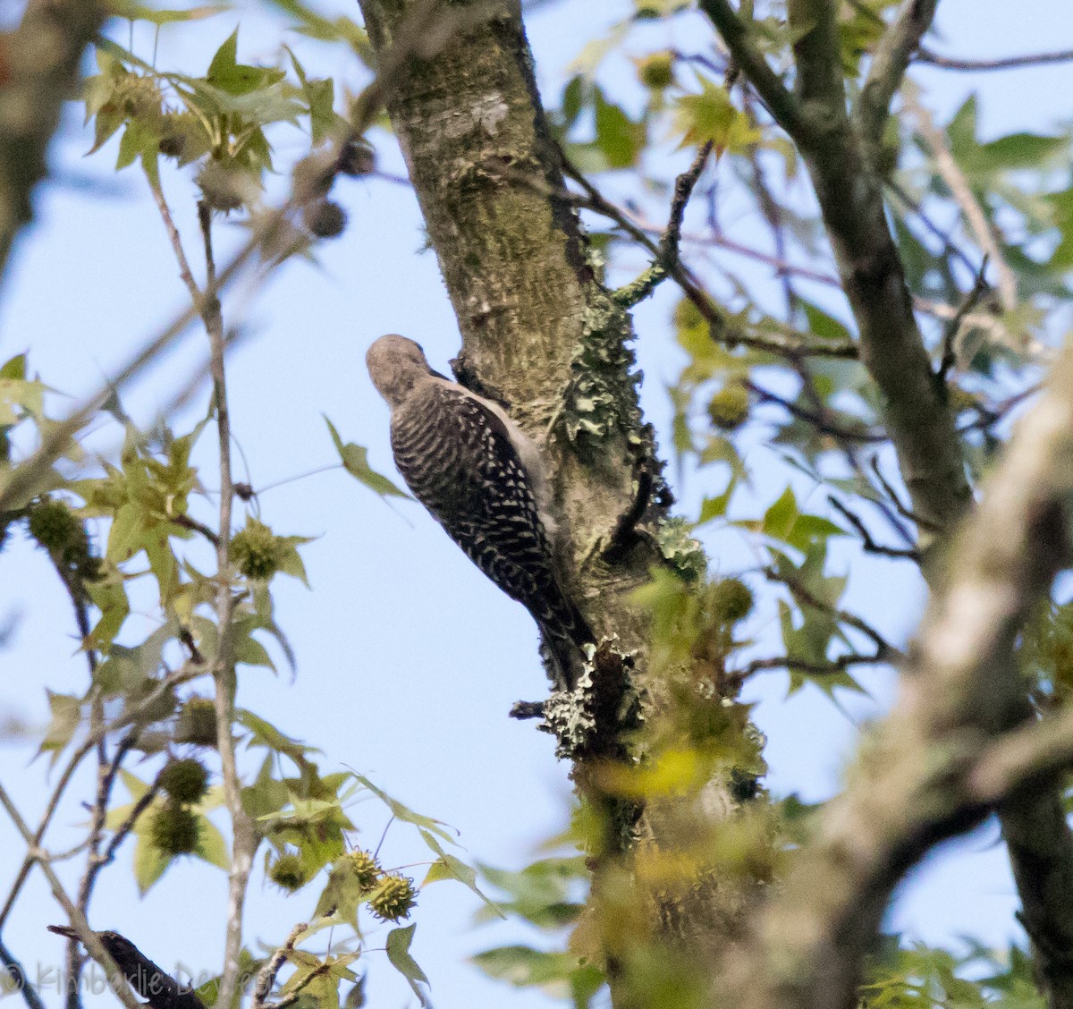 Red-bellied Woodpecker - Kimberlie Dewey