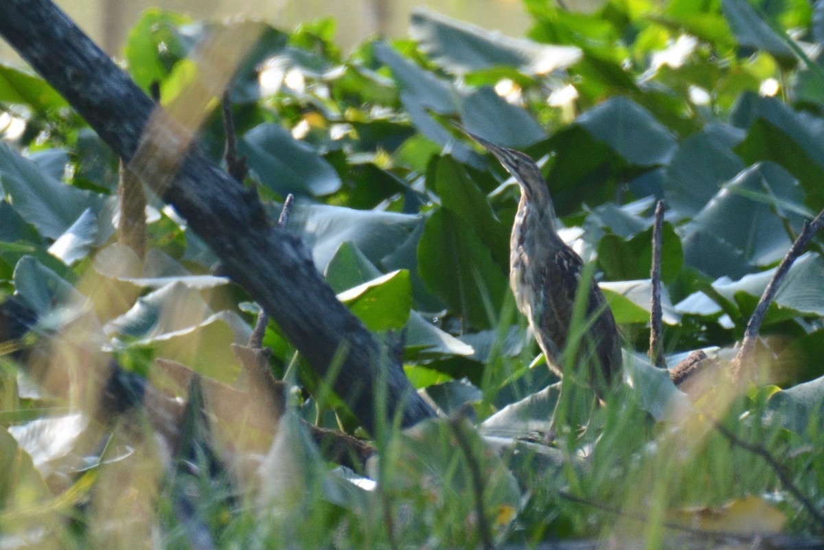 American Bittern - ML109676231