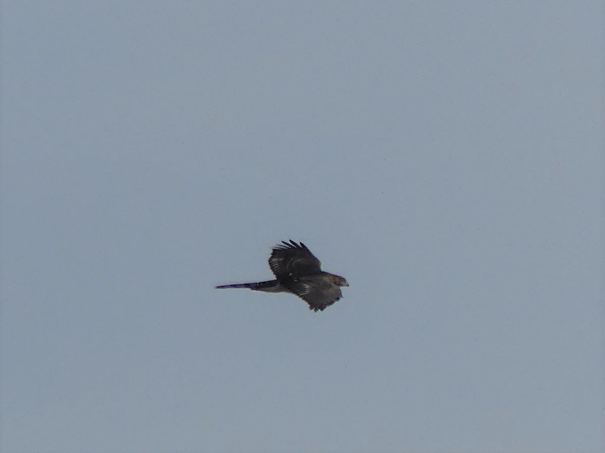 Cooper's Hawk - ML109678101