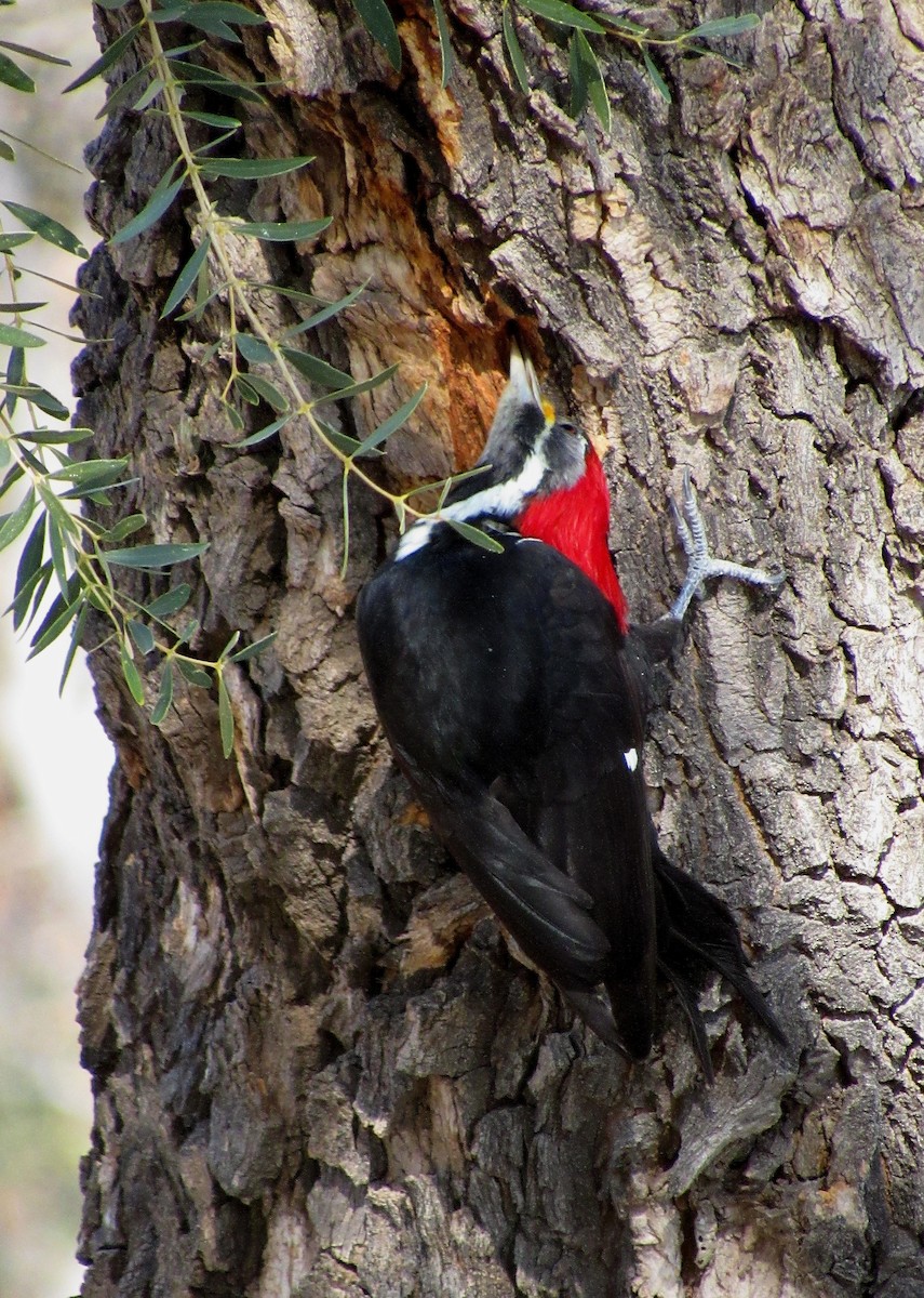 Black-bodied Woodpecker - samuel olivieri bornand