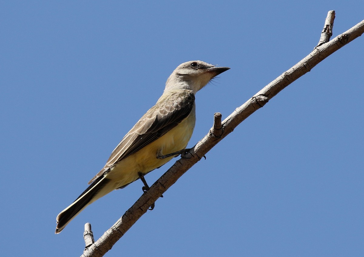 Western Kingbird - ML109680741