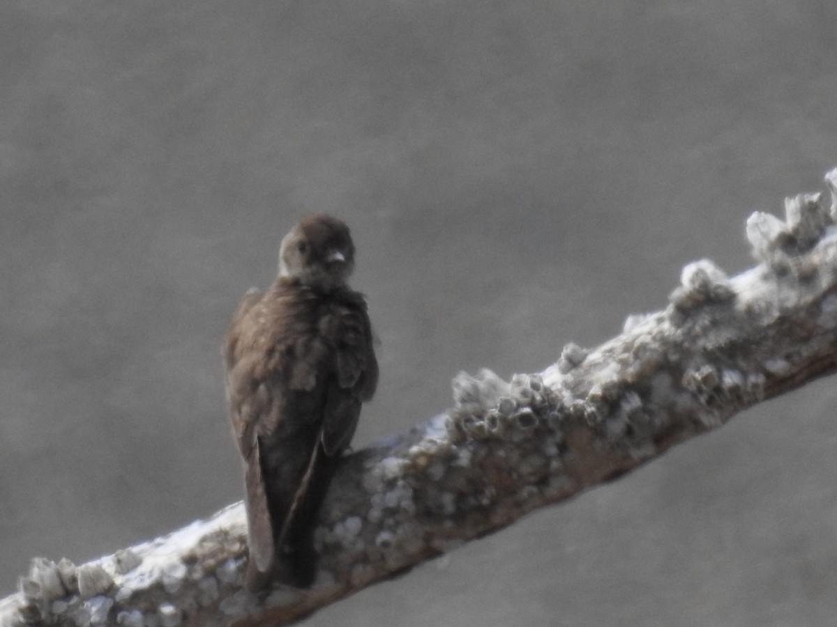 Northern Rough-winged Swallow - Pauline Sterin