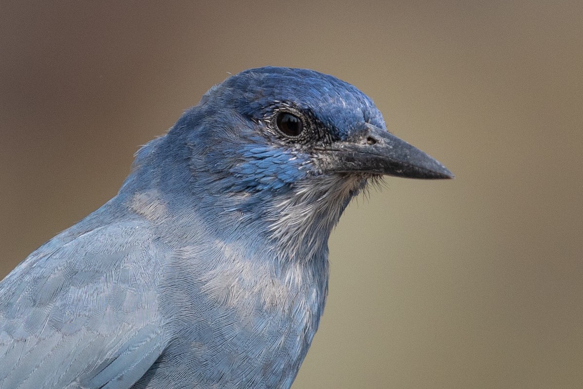 Pinyon Jay - Ken Chamberlain