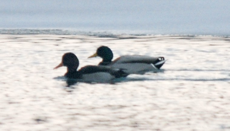 Зэрлэг нугас x Улаан хошуут биваан (эрлийз) - ML109684391