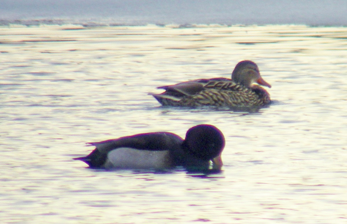 Зэрлэг нугас x Улаан хошуут биваан (эрлийз) - ML109684431