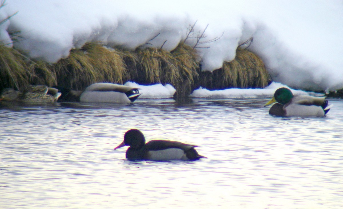 Зэрлэг нугас x Улаан хошуут биваан (эрлийз) - ML109684451