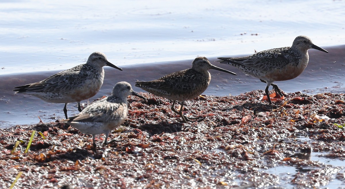 Red Knot - ML109684761