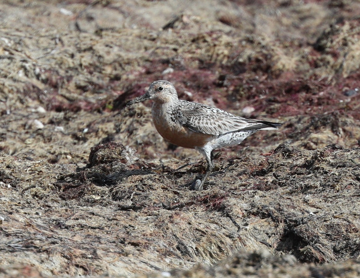 Red Knot - Henry Zimberlin